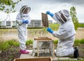 ロールス・ロイス、世界一高価なハチミツの養蜂家に8歳のポピー・リドルを任命