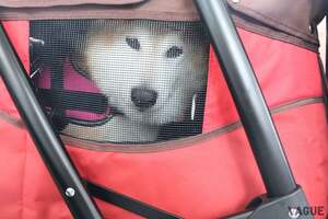 ワンちゃんだって“家族”だよね！　愛犬と一緒に「新幹線」に乗って旅行することってできるの？ 知っておいてソンはない「ルールとマナー」とは