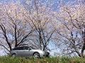 平成最後の桜を愛でながら、古いクルマのオーナーの1人として感じたこと
