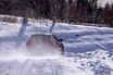 アルファ・ロメオ・ステルヴィオ　北海道の雪を試す　四輪駆動「Q4」の走りは？