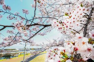 F1は環境対策の急先鋒。そしてイベントとしても日本GPの持続可能性を追求中……鈴鹿サーキットが推し進めるサステナビリティ