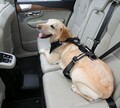 愛犬にもシートベルト着用！ペットとのクルマ移動で気を付けるべき点8つ