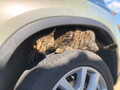 「エンジンルームに猫!!」じつは春や夏も多発なぜ？ 乗る前の「猫バンバン」逆効果な場合も
