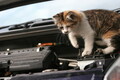 「エンジンルームに猫!!」じつは春や夏も多発なぜ？ 乗る前の「猫バンバン」逆効果な場合も