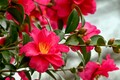 中央分離帯の植物のナゾ……なんのために植えられているの？ 実はちゃんとした目的があった！