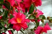 中央分離帯の植物のナゾ……なんのために植えられているの？ 実はちゃんとした目的があった！
