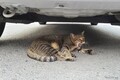 意外ニャ！ 6月に急増、猫のエンジンルーム侵入…要注意