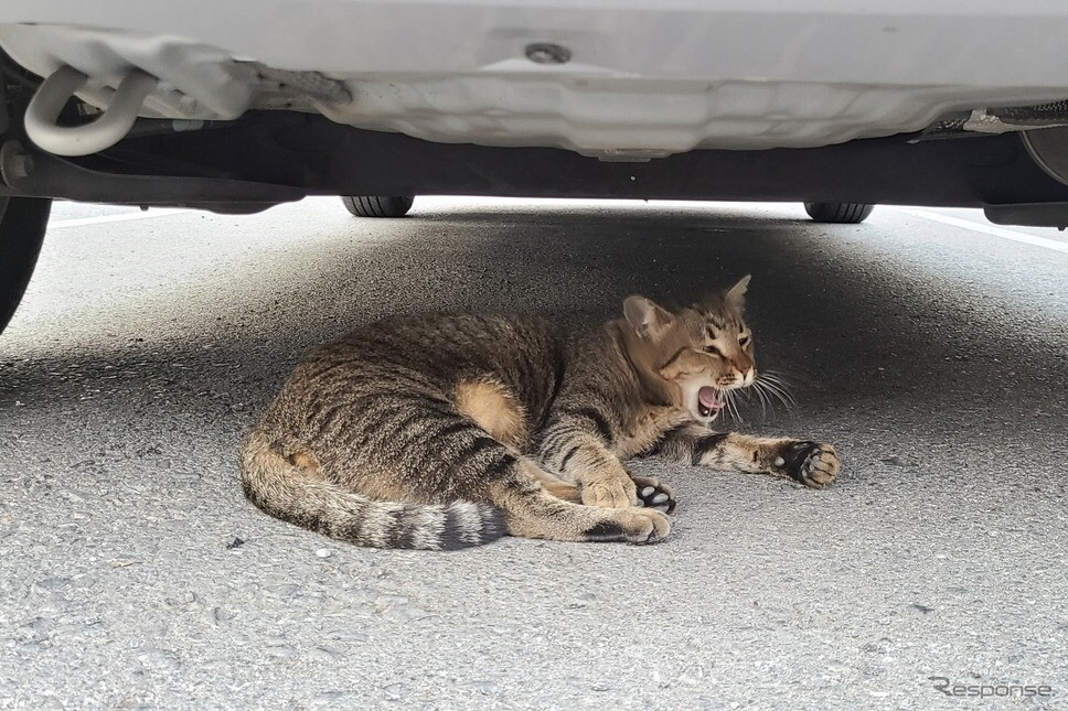 意外ニャ！ 6月に急増、猫のエンジンルーム侵入…要注意