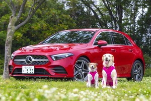 犬だって車酔いします！ 愛犬が快適に車内ですごせるための対策法とは？ 30年の経験を元にドッグライフプロデューサーが伝授します