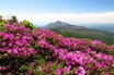 坂本龍馬を魅了した伝説の地、霧島温泉郷【クルマと旅する、にっぽんの温泉】