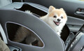愛犬とのドライブが楽しくなる！ホンダの愛犬用純正アクセサリー「Honda Dog」の最新アイテム9選
