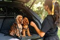 愛犬のための“ファーストクラス”。ベントレーが本気で創り上げた「ベンテイガ用ペットアクセサリー」とは
