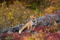 これがキタキツネの本性！　紅葉の大雪山で殺気を放つ美しきハンター