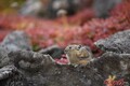 これがキタキツネの本性！　紅葉の大雪山で殺気を放つ美しきハンター