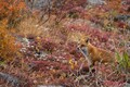 これがキタキツネの本性！　紅葉の大雪山で殺気を放つ美しきハンター