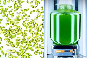 デンソーが開発に参画、微細藻類「コッコミクサKJ」使用のサプリメント展示へ…FOOD STYLE JAPAN九州