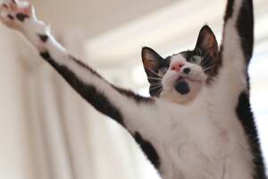 猫も人も、歩いてはいけない道がある？━━猫ときどき交通安全【今月の「交通まにゃ～」Vol.1】