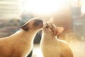猫も人も、歩いてはいけない道がある？━━猫ときどき交通安全【今月の「交通まにゃ～」Vol.1】