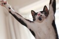猫も人も、歩いてはいけない道がある？━━猫ときどき交通安全【今月の「交通まにゃ～」Vol.1】