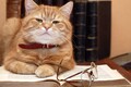 猫も人も、歩いてはいけない道がある？━━猫ときどき交通安全【今月の「交通まにゃ～」Vol.1】