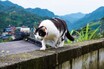 猫も人も、歩いてはいけない道がある？━━猫ときどき交通安全【今月の「交通まにゃ～」Vol.1】