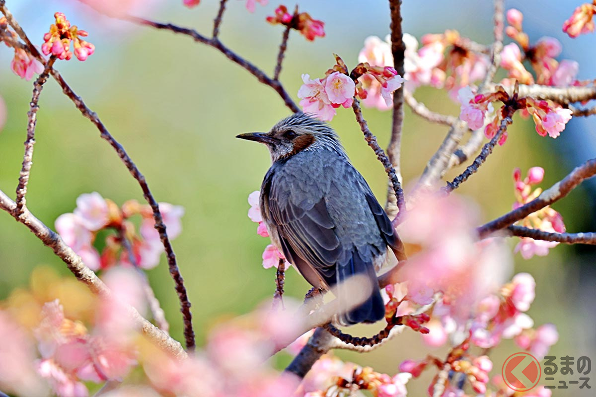キレイな桜の花びらがクルマには天敵 雨の日はとくに注意 早めに除去すべき理由とは くるまのニュース 自動車情報サイト 新車 中古車 Carview