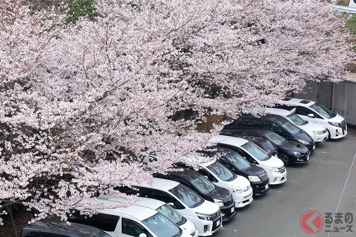 キレイな桜の花びらがクルマには天敵 雨の日はとくに注意 早めに除去すべき理由とは くるまのニュース 自動車情報サイト 新車 中古車 Carview