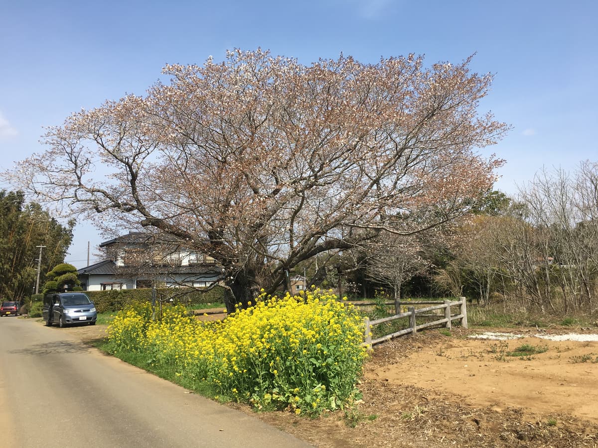 鮮魚に山菜 野鳥 夏秋冬を抑え 春キャンプ が圧倒的に楽しい理由 Auto Messe Web 自動車情報サイト 新車 中古車 Carview