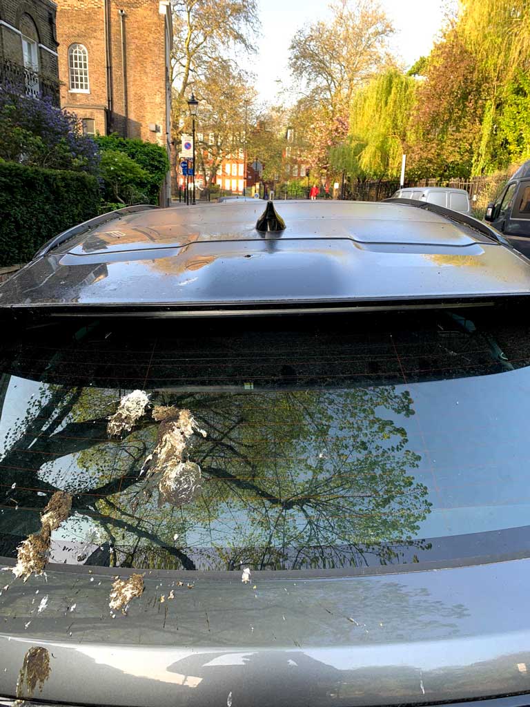 敵はフェラーリだけじゃない フォード Vs 鳥のフン Le Volant Carsmeet Web 自動車情報サイト 新車 中古車 Carview