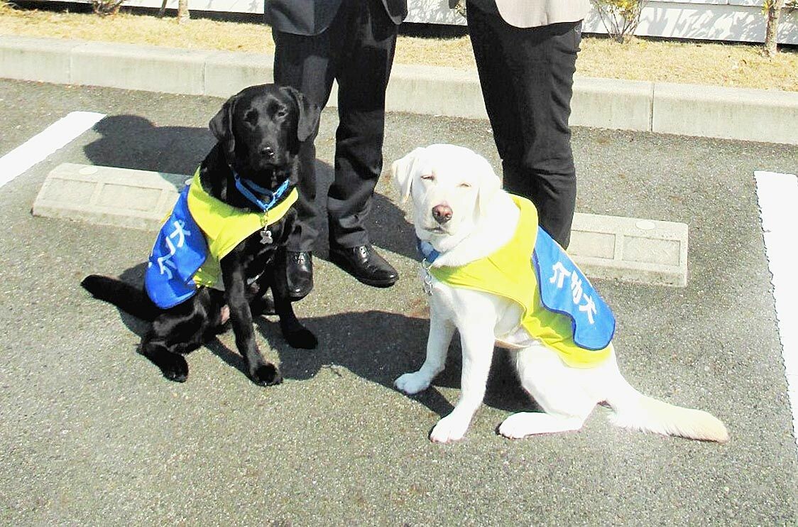 JAF、初のクラウドファンディングで介助犬の育成支援　「交通社会を支える一員」広く浸透へ