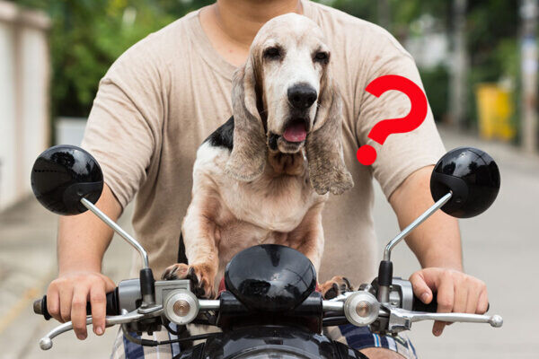 え、コワイ!! ペットを原付のカゴに直乗せで走っても問題ないの？ じつは法律違反になるケース有り