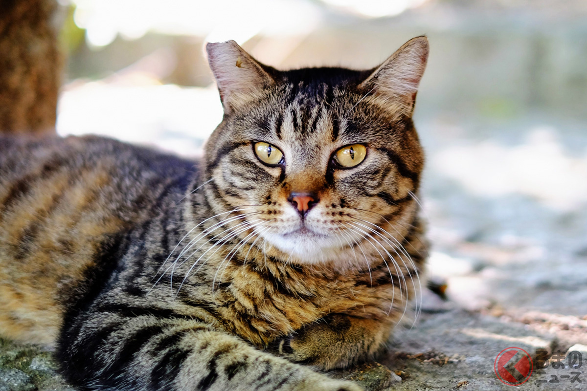 猫の日 なぜ多い 春の 猫の交通事故 年間30万匹超が犠牲に くるまのニュース 自動車情報サイト 新車 中古車 Carview