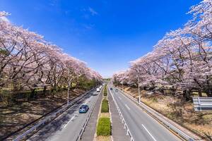 「東八道路」府中～国立間はいつ開通するのか。 オーバーパスはできているのになぜ？【いま気になる道路計画】