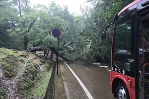 「飛び出た街路樹」「道路の穴」避けられなくてクルマを破損した！　これって道路の管理側が損害賠償してくれるの？