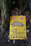 自然の中の動物園で激写！「三好秀昌のニッポン探訪・取材ウラ話　第7回～イノシシ」