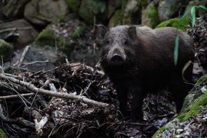自然の中の動物園で激写！「三好秀昌のニッポン探訪・取材ウラ話　第7回～イノシシ」