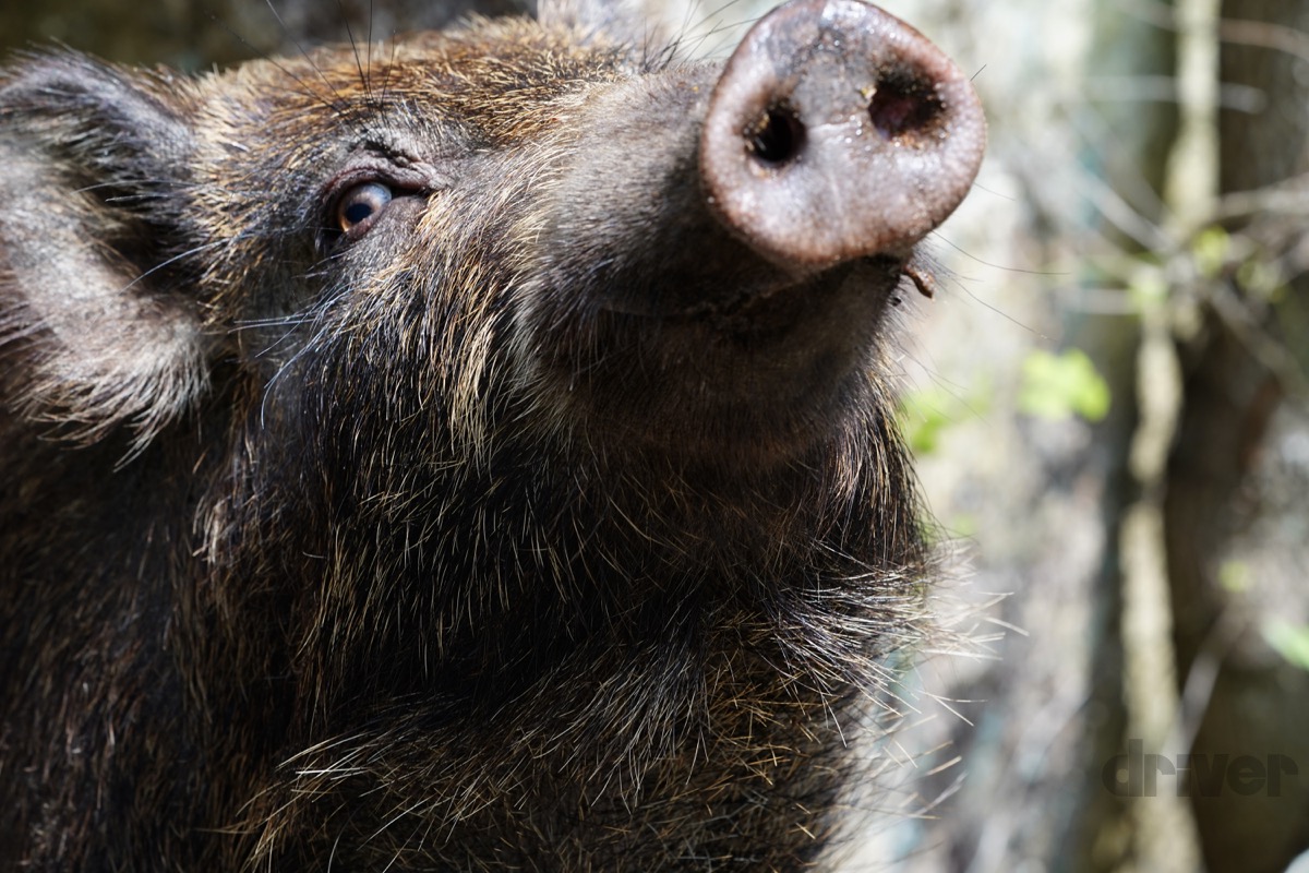 自然の中の動物園で激写 三好秀昌のニッポン探訪 取材ウラ話 第7回 イノシシ Driver Web 自動車情報サイト 新車 中古車 Carview