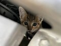 猫がエンジンルームに入り込むのは冬だけじゃない！　6月も要注意な理由とは？