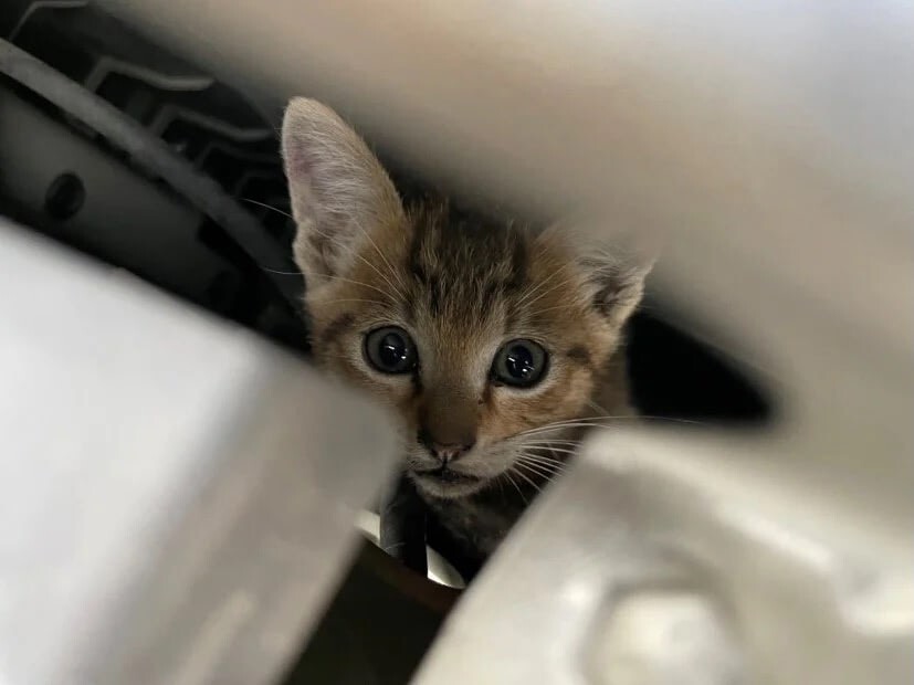 猫がエンジンルームに入り込むのは冬だけじゃない！　6月も要注意な理由とは？