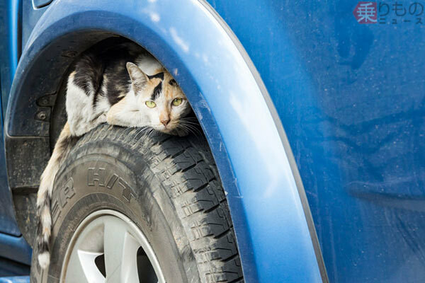 冬に多発「クルマのボンネットにネコ侵入」要注意 なぜネコはエンジンルームを好む？