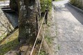 古都の悲鳴！？ 哲学の道「砂利orアスファルト」論争再燃！ 美観か利便性か、観光客と住民の願いは交わるのか