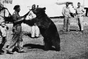 WW2に実在した“クマの兵士” 動物なのにガチで人間扱いの「一般兵」となった理由とは？