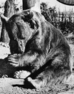 WW2に実在した“クマの兵士” 動物なのにガチで人間扱いの「一般兵」となった理由とは？