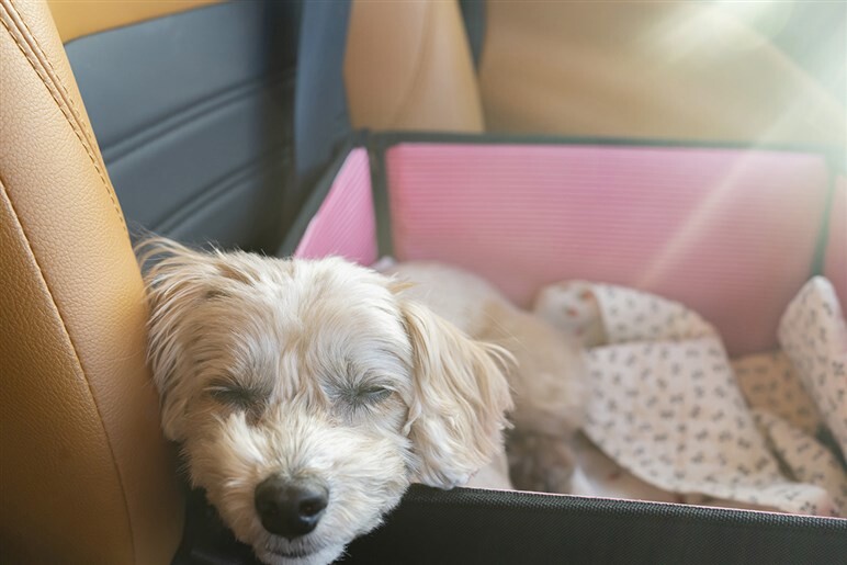 【あなたはどっち？】運転中に助手席で爆睡は「アリ」か「ナシ」か。ネット民の回答と、たった1つの大切なこと