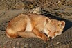 自然の中の動物園で激写！「三好秀昌のニッポン探訪・取材ウラ話　第６回～子キツネ」