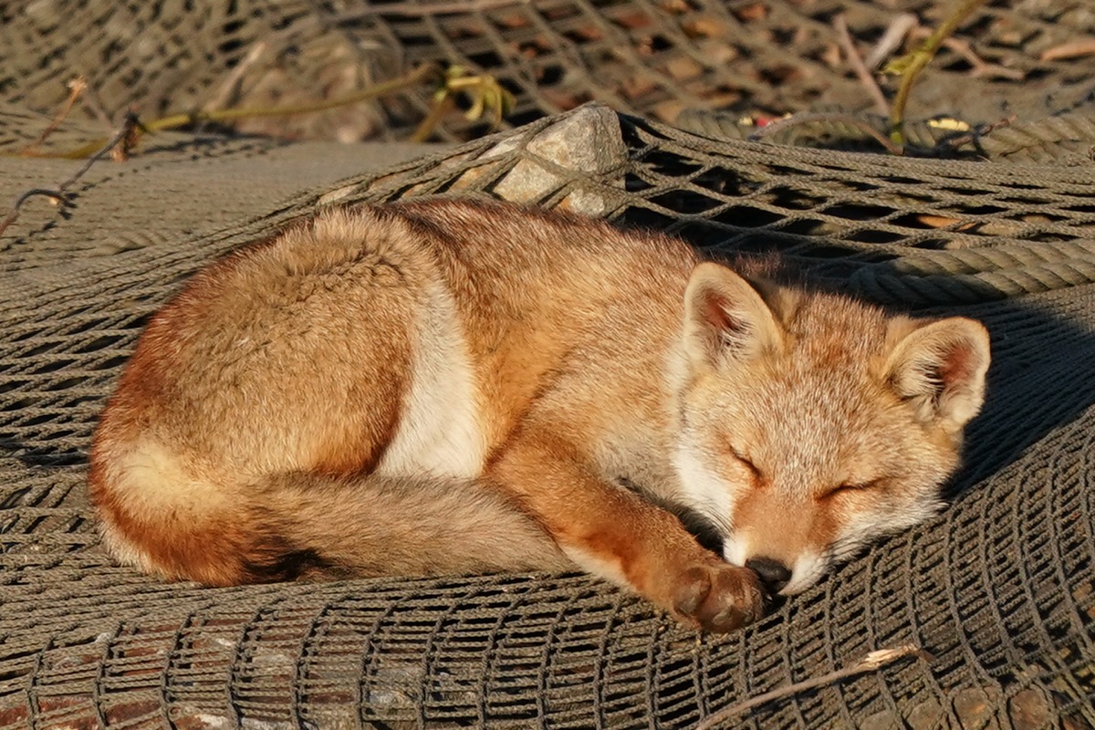 明日 強制 クルーズ 愛知県 狐のいる動物園 Hfss Jp