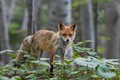 自然の中の動物園で激写！「三好秀昌のニッポン探訪・取材ウラ話　第６回～子キツネ」