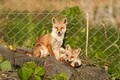 自然の中の動物園で激写！「三好秀昌のニッポン探訪・取材ウラ話　第６回～子キツネ」