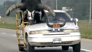 腹抱えて笑った！　こんなのアメリカ以外ありえねー　牛輸送車に改造されたフォード クラウン ヴィクトリアの結末は？