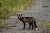 【超稀少動物】アイヌの人々に神と崇められた「十字狐」！